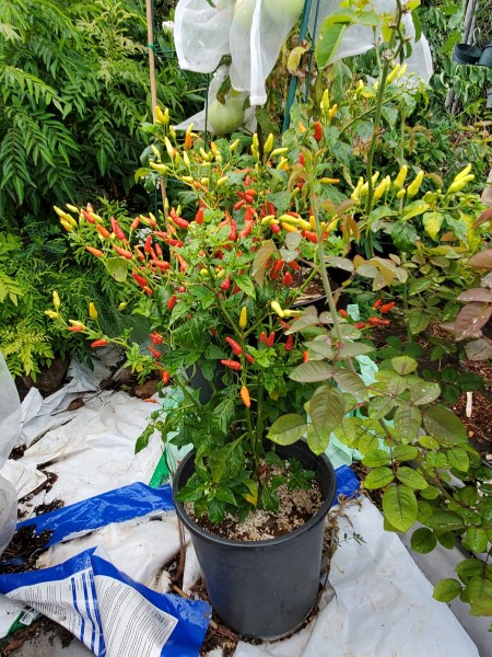 Hawaiian chili peppers. Murraya koenigii on the left, Sun King tomatoes in the back, and a rambler rose on the right