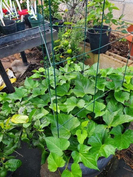 Okinawan sweet potato