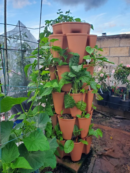 Big Kahuna beans flowering on one side of the tower. The rest of the tower is planted with Swiss Chard. The pink roses in the back are Baby Blanket