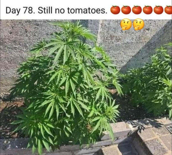 TomatoPlant.jpg