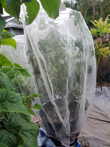 determinate on folding cage with tree net. tomato ht about 4 ft. BHN589