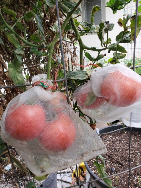 net bags 10 inches deep for single fruit or cluster. I tie it with a twist tie. The birds can open the draw string.