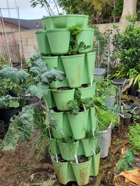 7 tier tower I replanted.  Seeds did not germinate well. I will have to reseed or get starts. The red kale was still good so I left it in the tier.