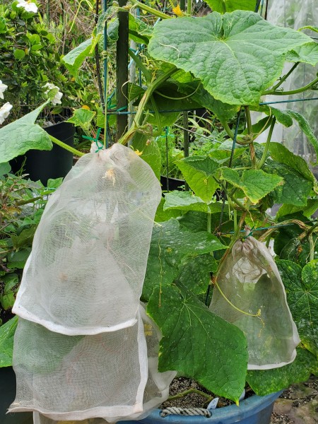 Telegraph cucumber. Fruit are in bags to stop pickle worms