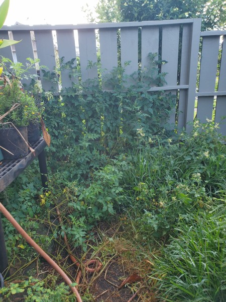 red currant tomato is getting out of control it is over 10 ft and pushing through the fence and trellis.