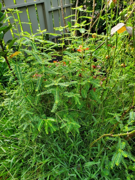The weeds go amuck in the rain. They do serve a purpose in some containers.  The weeds keep the plants from drowning in the rain