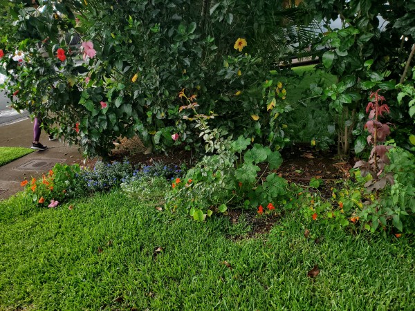Part of the front border planting. The neighbors hibiscus hedge and palms cast so much shade, I had to change the border to blue daze, nasturtiums can last almost all year, alyssum, and I planted some hollyhocks and cinnamon basil.