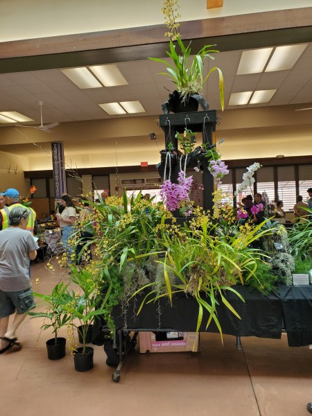 Pictures of the orchid display