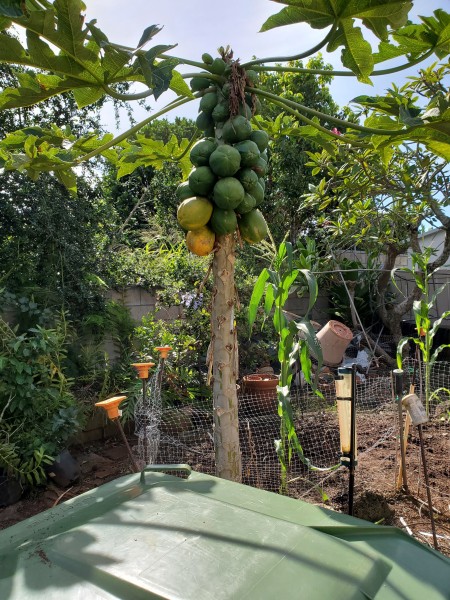 Papaya has been topped I am just waiting for the papaya to ripen to cut it down.
