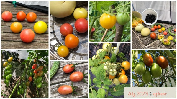 Tomato collage