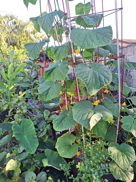 Summer slice cucumbers. First fruit are about 4 inches