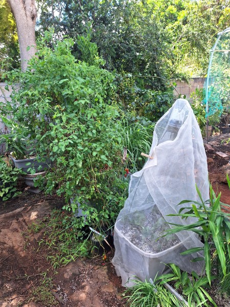 The row I am working on.  Tied up the valentine tomatoes. Transplanted 6 strawberries from the tower to the bin with the tree net.