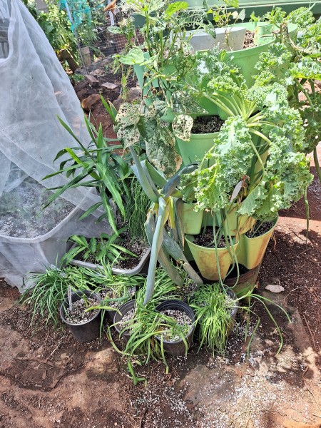 Divided garlic chives,