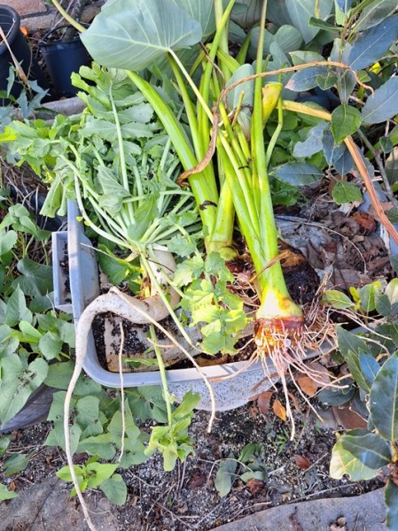 This is the araimo and daikon when I pulled it out of the gardnen and before I prepped them.  The tops did not get wasted. I fed them to the worms along with all the vegetable peels