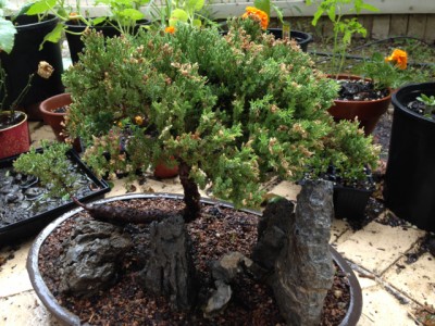 36 yo Juniper Bonsai