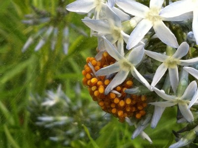 Mass hatching of yellow spiders