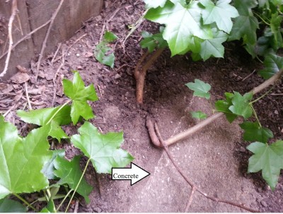 3 trunks growing close to cement