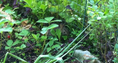 As it turned out, he was eating the weeds along the inside fence where it's hard for me to reach.