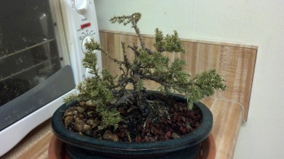 This picture makes the leaves look slightly more green than they are in real life, but this is what my bonsai looks like right now.