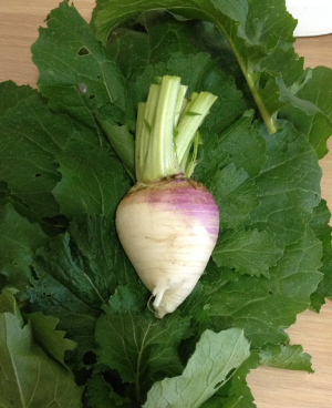 20140626-turnip2.JPG