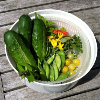3 cukes and some cuke flowers, bunch of last peas <br />from the patio windowbox, some Coyote mini cherry <br />tomatoes, nasturtium flower, lime basil sprigs,...