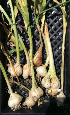 Garlic -- remembered to dig them before watering. <br />I forgot the last time and those have split open already.