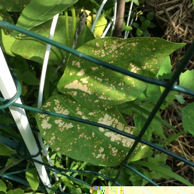 Bean leaves with the strange white color loss