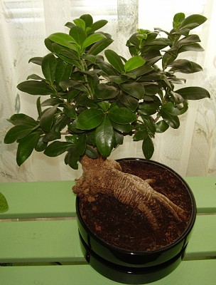 Bonsai1.jpg