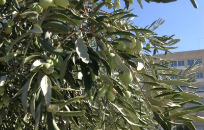 olive tree looking miserable