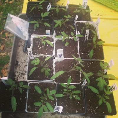 tomato seedlings feb 2015.jpg