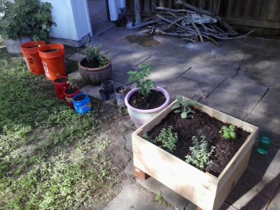 My little &quot;container garden&quot;