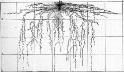 tomato plant roots.jpg