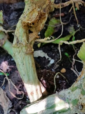 Another close-up of affected zucchini vine