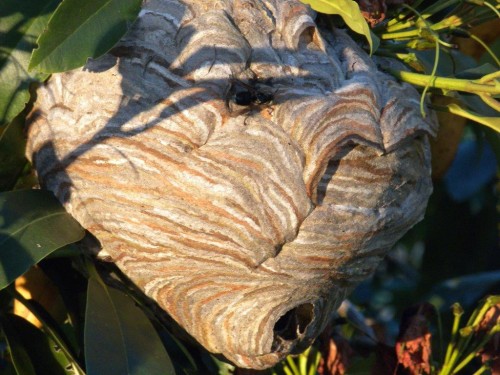 Bald Faced Hornet's Nest