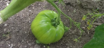 Cherokee purple tomato