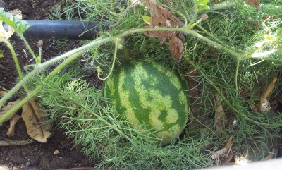 â†‘Figure 4: watermelon