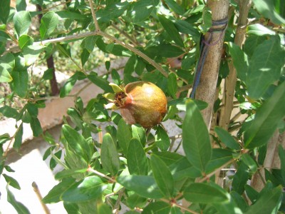â†‘Figure 5:  First time pomegranate
