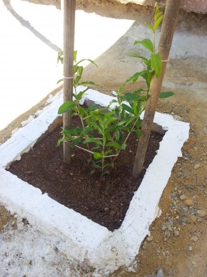 â†‘Figure 6: The Two years old tree when it was planted on 15/06/2014