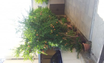â†‘An other pomegranate tree in my neighbour :)