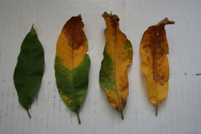 Peach tree leaves.jpg