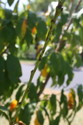 Peach tree stem.jpg