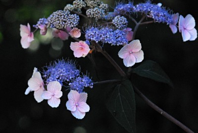 BBB_0102 Plum Passion Blossoms.jpg