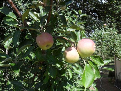 nice apples.JPG