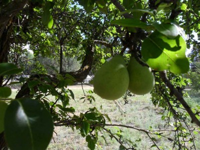 pears.JPG