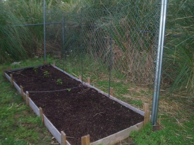 Cucumbers, beans, and some peppers.