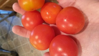 Snack Attack Cherry Tomatoes