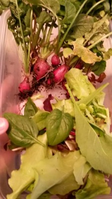 Radishes, spinach and simpson lettuce