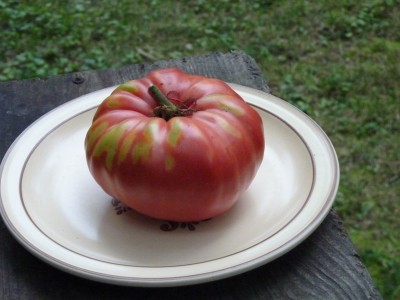 Tomato-2015.jpg