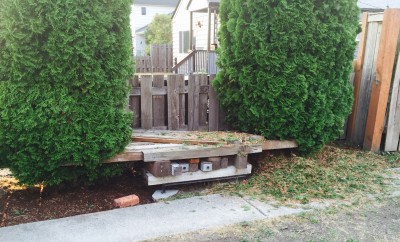 Tree on right was just cleaned. See all the dead needles that fell out?