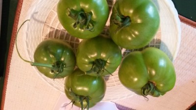 2.6 lbs of green tomatoes.